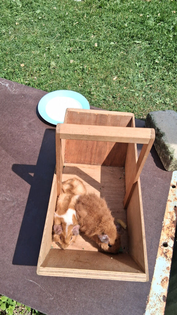 Cute 8 week old Guinea Pigs