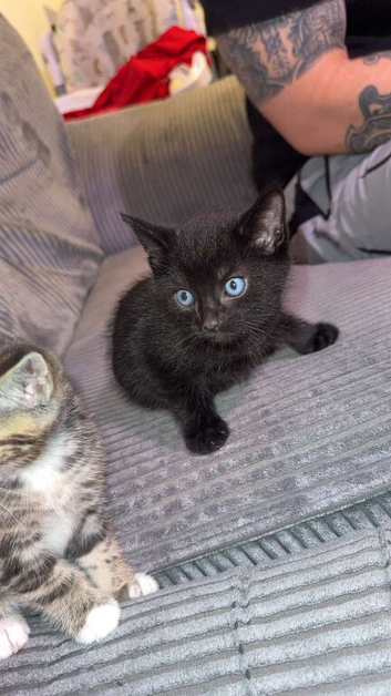 Beautiful male kitten
