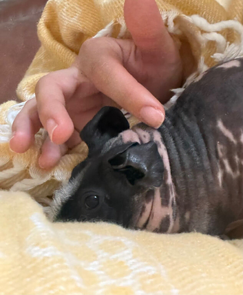 Male guinea pigs x2 (brothers)