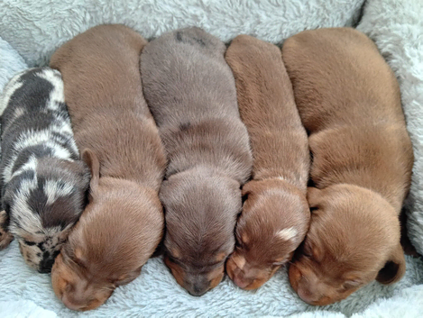 DACHSHUND babies 5th November