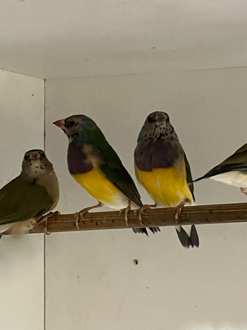 For Sale Gouldian Finch Males x 6 2026 youngsters