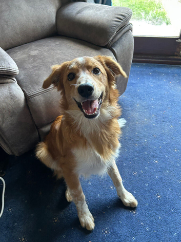7 month Collie x Welsh Sheep Dog Looking for Forever Home