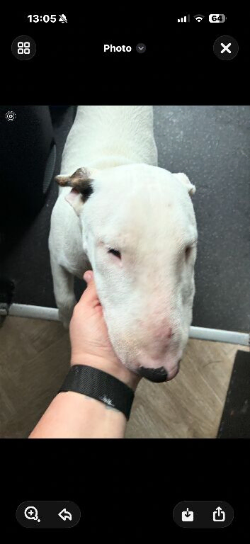5 month old puppy for sale