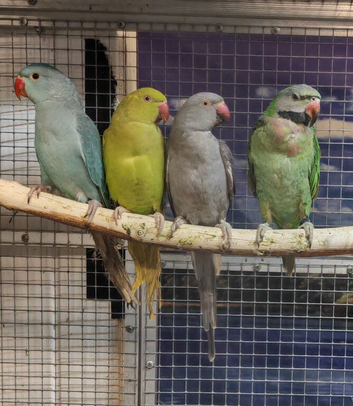 Baby Ringneck Parrots
