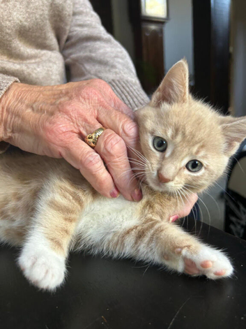Main coon cross kittens tabby and ginger