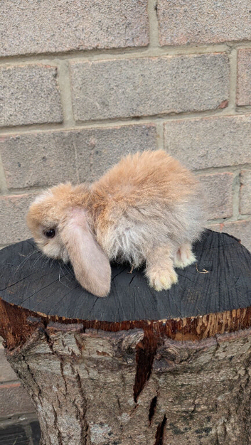Holland mini lops