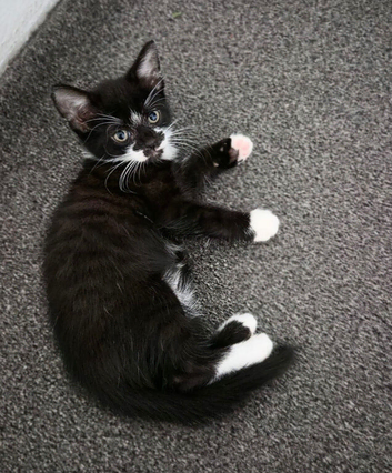 Four beautiful kittens