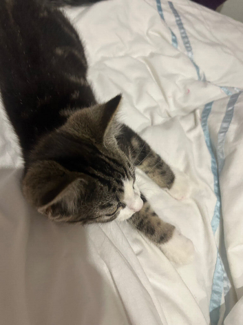 Amazing kitten