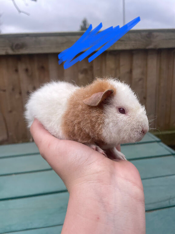 Baby guinea pigs for sale