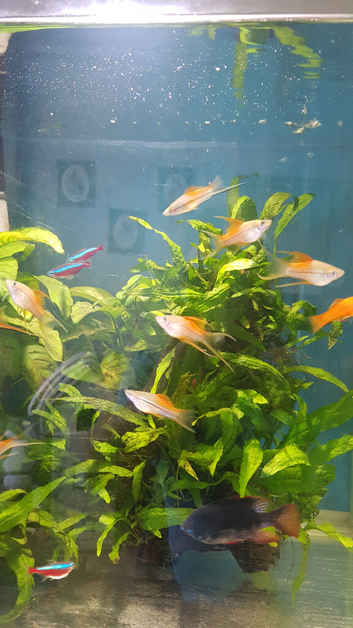 30+Swordtails, young fry