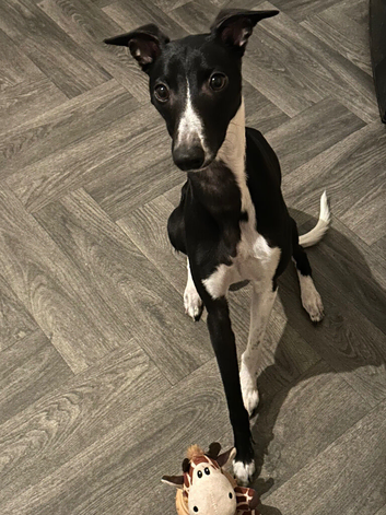 Proven Whippet Stud Dog Available