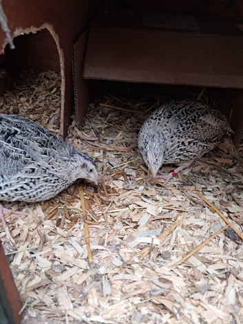 Trio of quail &pound;25