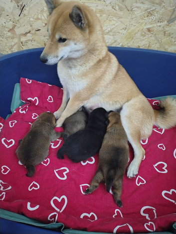 .japan shiba inu