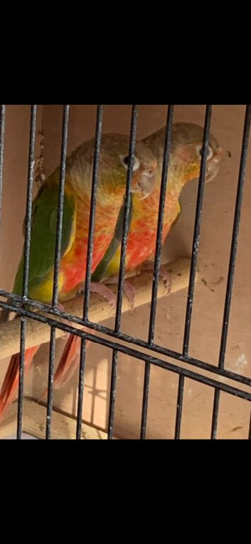 Proven many times pineapple conures