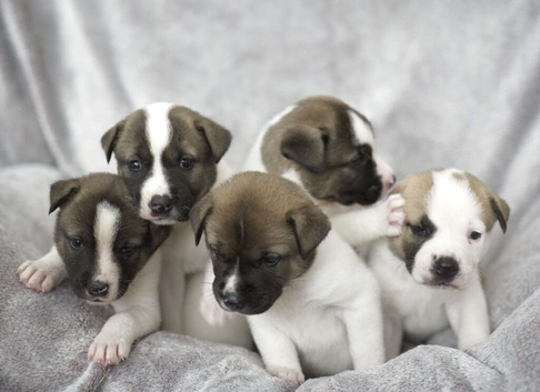Stunning F1 American Akita x American Bulldog Puppies