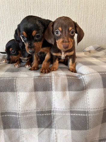 Jackshund