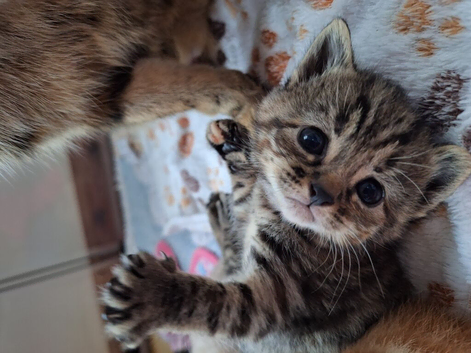 Cute fluffy kittens