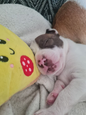 Staff cross American bulldog dog puppy