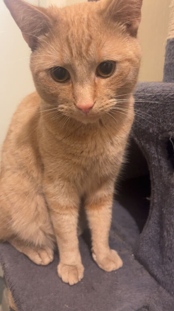 Cat for sale