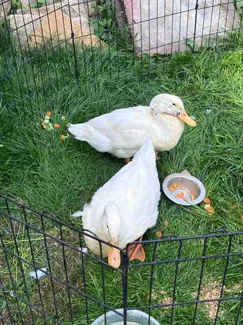 2 family friendly ducks