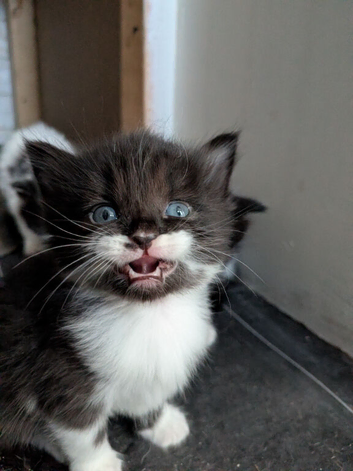 1/4 ragdoll kittens