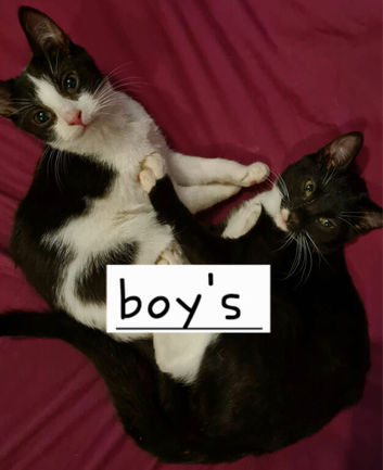 Male kittens