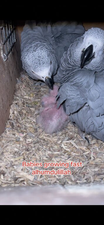African grey babies for sale