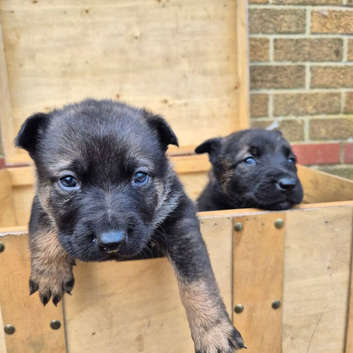 Dutch hurder puppys