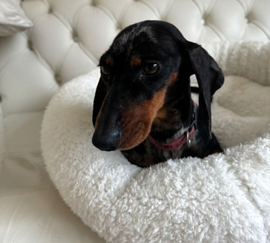 Gorgeous Girl Dachshund