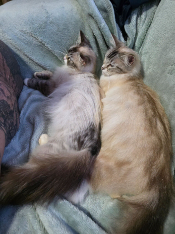 Ragdoll X kittens boys/girls