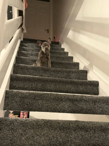 Female puppy frenchie