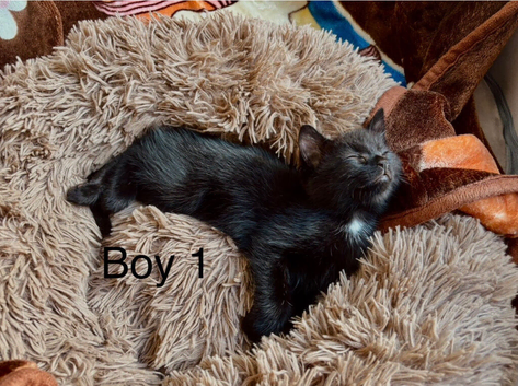 Beautiful little male kitten