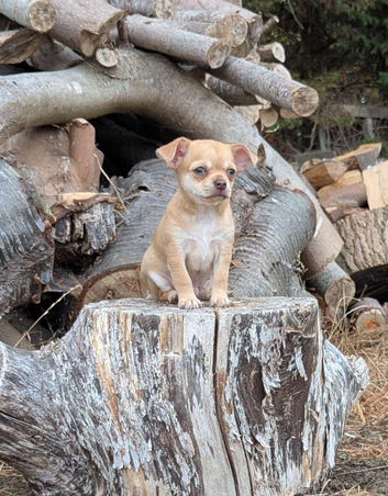 Puppy chihuahua puppy for sale