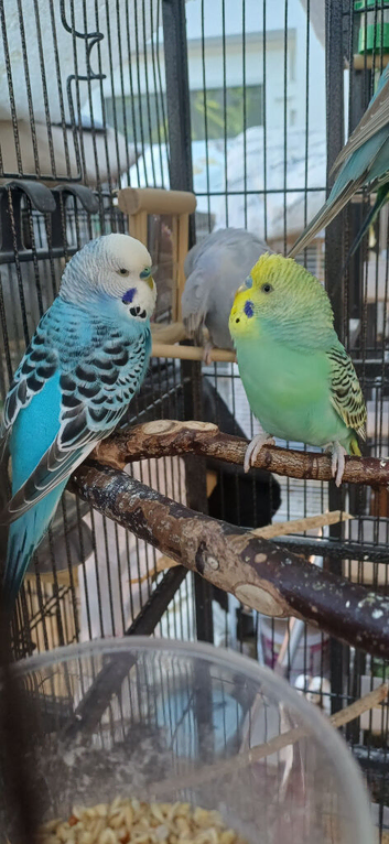 Pair of young cocks