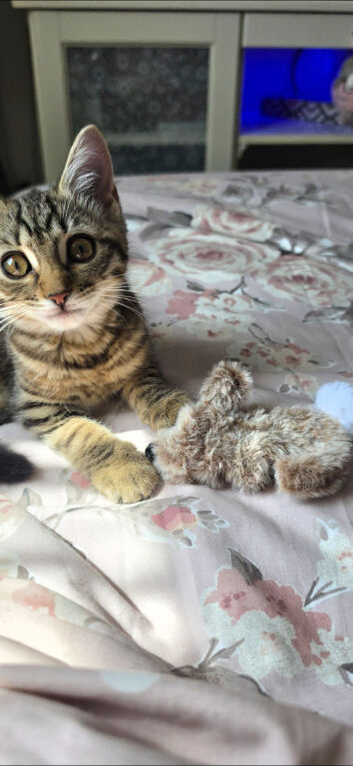 Female Tabby kitten
