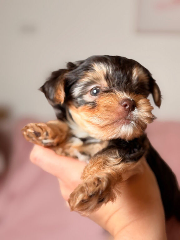 Yorkshire terrier biewer chocolate/ chocolate & tan