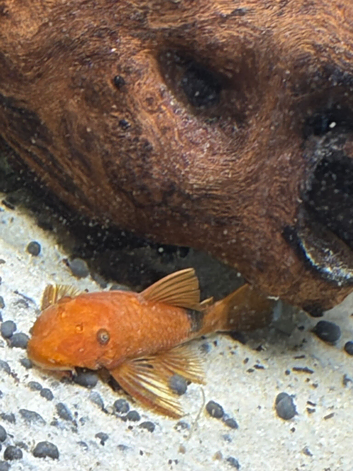 Panda corys + Plecos