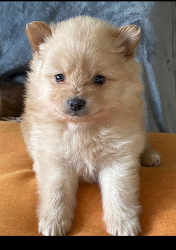Adorable Pomeraniums
