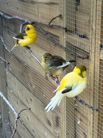 2 beautiful Canary