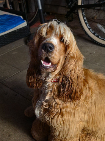 1 year old English spaniel