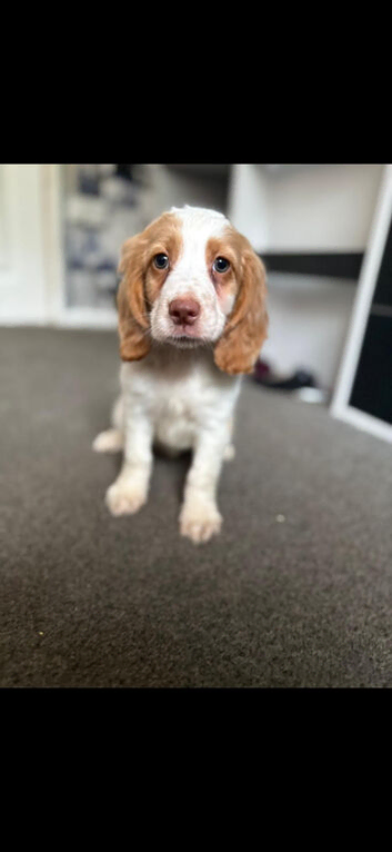 Cocker spaniel pups READY NOW