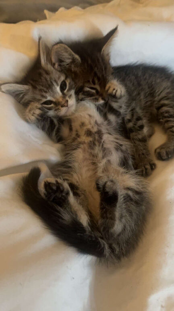 Beautiful 3/4 Maine coon kittens