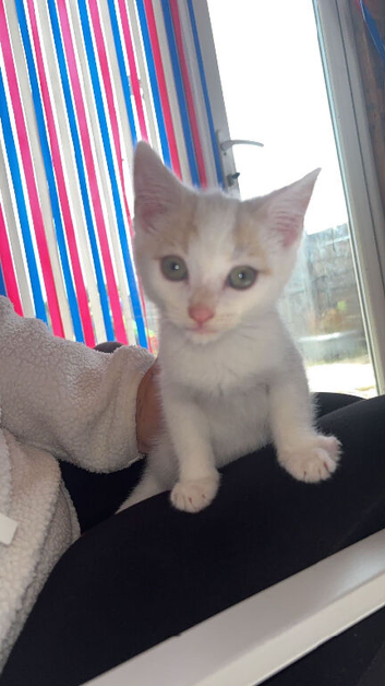 Kittens for sale