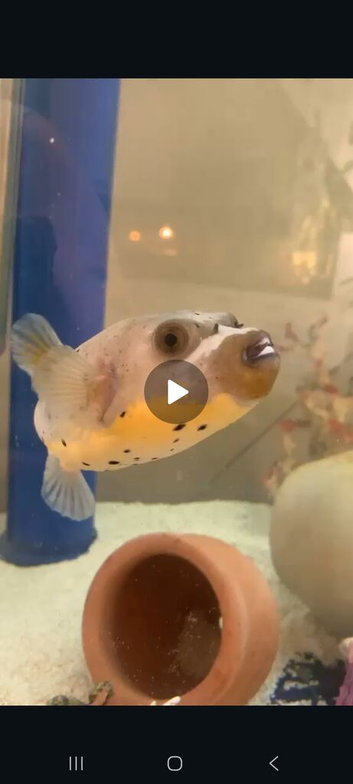 Marine Tank failure need all fish gone ASAP