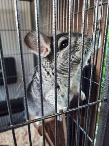Adult Chinchilla