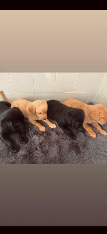 5 beautiful labradors 2 black girls 2 cream boys
