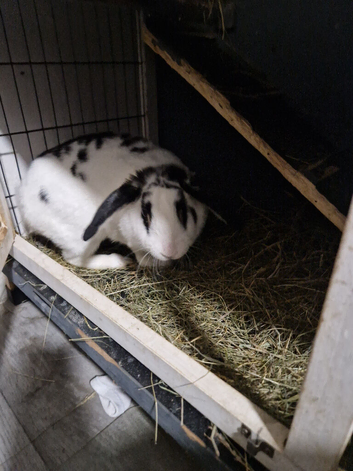 Sybirian rabbit