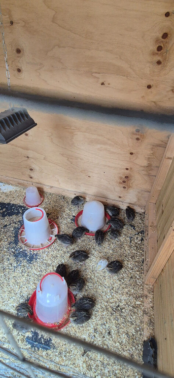 Jumbo coturnix quails chicks