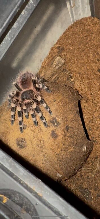 Tarantula bundle