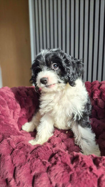 available toy f1 cavapoo girl